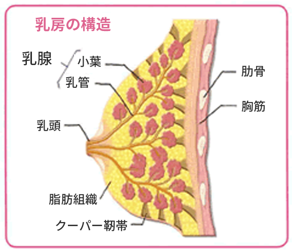 乳房