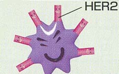 HER2
